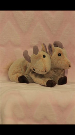 Two-Headed Beanie Baby Goat for Sale