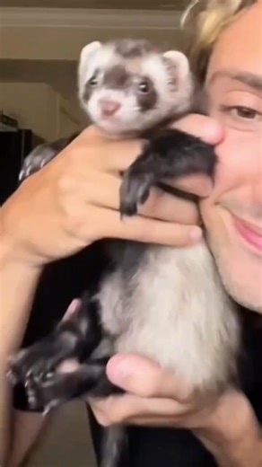 This pet ferret became a ultimate wingman animals pets rescue | Animals Discovery
