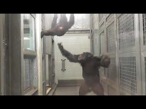 Chimpanzee Tests - Edinburgh Zoo