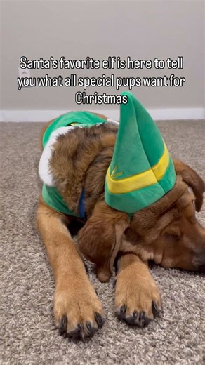 Big Blind Bear | Santa Paw’s favorite elf is here to tell you—the BEST gifts aren’t seen, they’re felt! 🎅 We skip the generic junk and focus on the toys... | Instagram