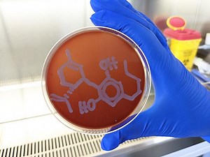 Research establishes antibiotic potential for cannabis molecule