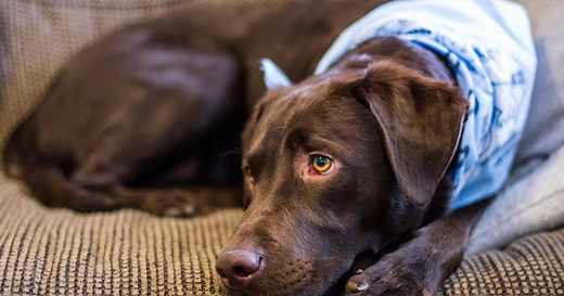 Why Chocolate Labs Live Shorter Lives Than Black and Yellow Labradors
