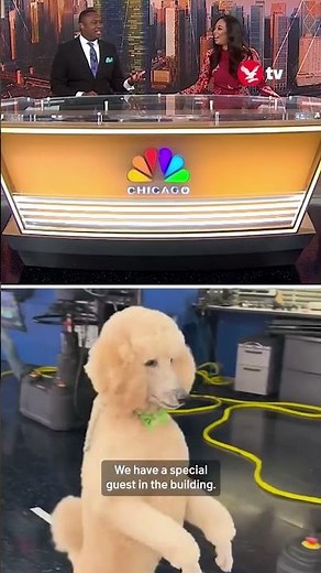 Viral poodle interrupts live news broadcast by walking across studio on two legs
