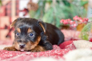 Finley - Silky Terrier Puppy E04C75