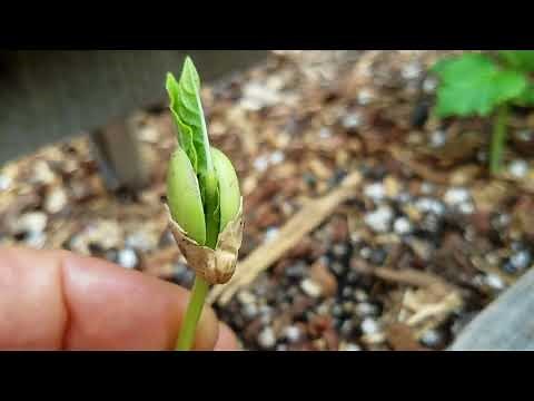 Growing Pinto Bean plants from seed in 1 week