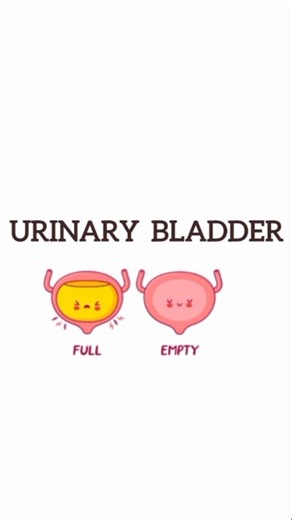 Urinary bladder simple explanation #shorts#science