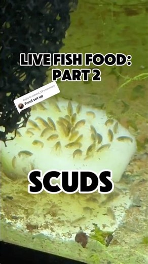 Scuds are super easy to culture and great fish food #aquarium #fishtank #fishroom #aquascape #shrimp