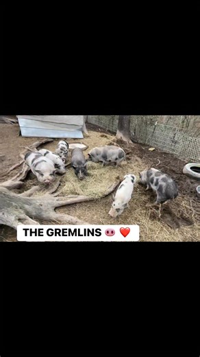 Tammy Hindman SFFS on Instagram: "Steven's Forever Farm Sanctuary… Awww just THE GREMLIN HERD OF PIGGYS enjoying some Hay Munching while MOMMA TAMMY is racing the weather timeline clock (bad weather coming) putting out straw and feeding everyone 🐽 ❤️ If you are watching our videos please consider leaving us a thumbs up or a heart to help us get more attention on Social Media…Thank You for the kindness and comments are welcomed also 🙏 ❤️ #stevensforeverfarmsanctuary #501c3nonprofitorganization 