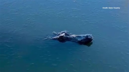 Frozen but alive: How this alligator survived the Texas freeze