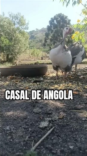 ESSE CASAL DE ANGOLA GUINÉ PAPOTE NÃO PARA DE CANTAR
