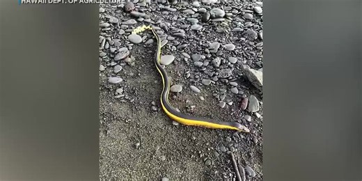 Highly venomous sea snake found on Hawaii Island beach