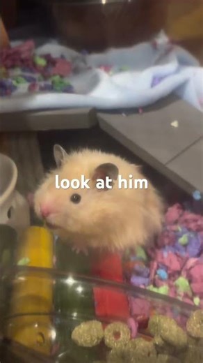 Help us name him ,right now He's just the ham.