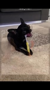 10K views · 729 reactions | Rescue a puppy ❤️❤️❤️❤️❤️❤️❤️❤️#rescue #rescueanimals #rescuedog #reascuepuppy #dog #dogsoftiktok #puppy #puppysoftiktok #animals #animalsoftiktok | Live Love Animals | Facebook