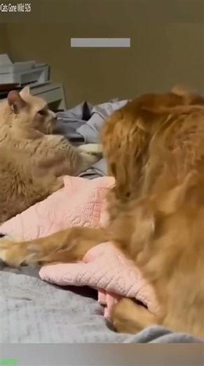 Cat Lover ❤️ funny cats moments 🐱 # #8678