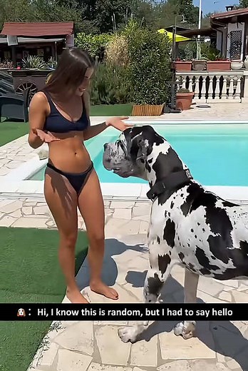 Hilarious Moments with a Great Dane