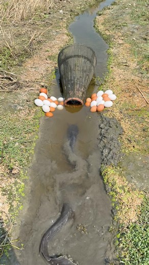 Big magur fish catching idea in muddy watter. #nature #fishing #shortsviral