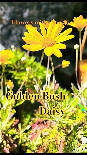 Euryops Pectinatus/Golden Bush Daisy, carrying a touch of sunlight. 🌿☀️✨ #flowers #gardendelight