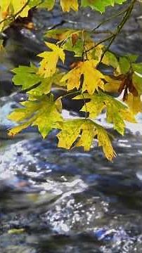 The PRETTIEST HYMN EVER?! #shorts