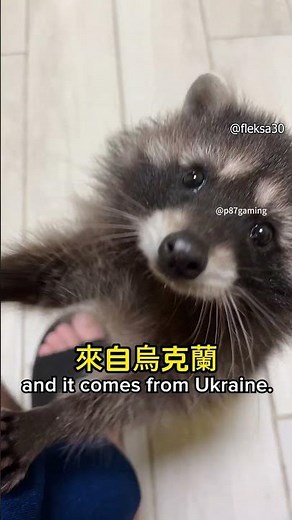 A Raccoon dances to the song 'Pedro' #pedro #raccoon #meme origin #p87gaming