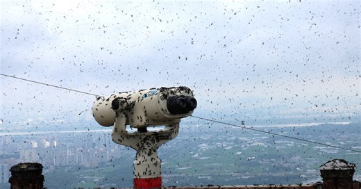 Seoul Is Going Easy on Its Lovebugs. Many People Want Them Dead.