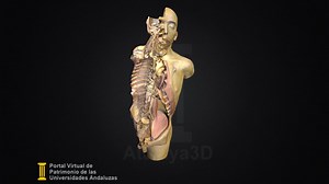 Vision Estructurada del Cuerpo Humano - 3D model by Atalaya3D: Universidades Andalucia (@atalaya3d)