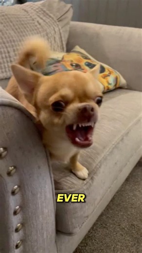 Chihuahuas So Tiny!.. Yet So Bold? 🐶😂 #pets #dog #dogshorts