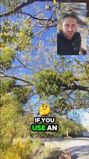 How to COMPLETELY Remove Mistletoe 🎅🏻 Without "Unaliving" Your Tree - ISA Master #arborist Explains