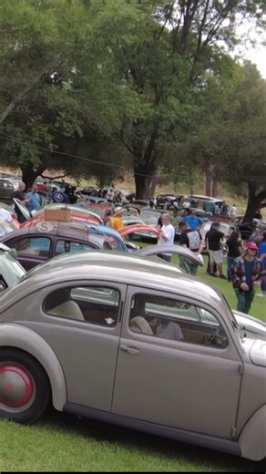 Everywhere You Look — Split & Oval Window VW Beetles