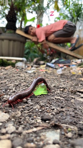 Sweet dreams with sleeping while snoring as I wait for the millipede to return #millipede