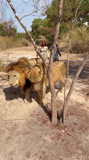 Walking with a Lion: A Unique Experience