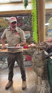 Ricky is out to eat👀 He may be a dwarf caiman but those teeth are sharp and can still cause some major damage😬 I actually have been bit by a caiman and I even got the scar to go with it😅 It was the day I picked up these two and well lets just say I didn’t want that one for a reason🙃