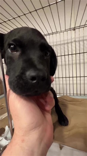 19K views · 1K reactions | Jaden is a precious 13-week-old Labrador...