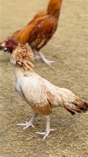 fight for Heera aseel #aseelmurga #roosterfarm #rooster #murga #petlover #bird