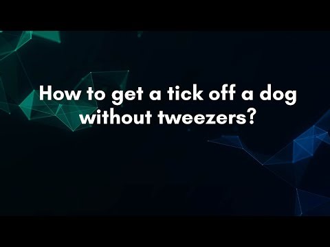 How to get a tick off a dog without tweezers?