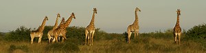 Just how exactly does a Giraffe Mate? - Londolozi Blog