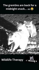 Baby Raccoons and a Midnight Snack 🦝🌙