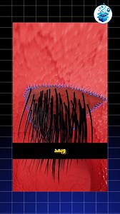 الرجل اللي نبت شعر داخل حلقه #معلومة #معلومات #قصص #ترند #short #share #shopnow #shoes #home #fightagainstcoronavirus #honda #highlightseveryone #hilightseveryonefollowers #fypageシ #kids #facebookviral #fightcoronavirus #kannywoodtunabaya #humor #kimkardashian #kpop #followersreelsfypシ゚viralシfypシ゚viralシalシ | معلومة