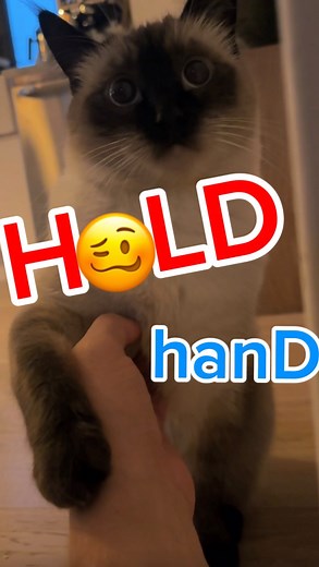 Merv the Cat on Instagram: "Talking CaT summons Spirit, gets SCARED,, lmoa ?,,, .., #bagagwa #catsofig #halloween #ghosts #spooky #trickortreat #scary #catsofinstagram #cats"