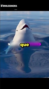 A melhor baleia beluga da história 🐋