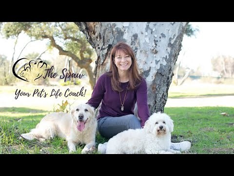Dogs Can Have Panic Attacks - Know What You Can Do To Help Your Pups