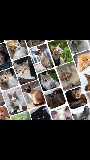 Todas las Razas de Gatos del Mundo 🐱🌎 #Shorts #gatos #gato #mascotas