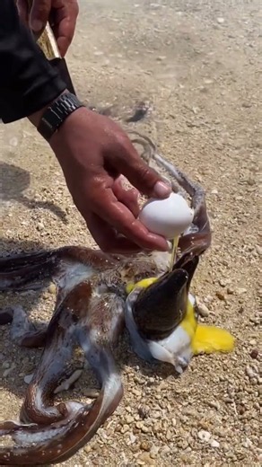 Amazing Octopus Hiding Something Inside! 😱🐙 | Incredible Sea Discovery