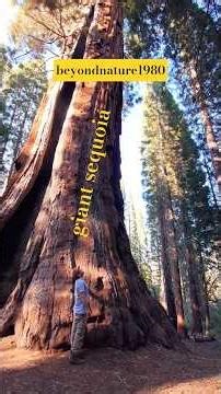 Have you seen the Boole Tree?