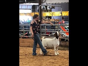 MEAT GOAT SHOWMANSHIP HOW TO'S (with videos from shows)//Summertimegoats