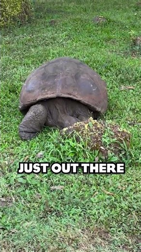 🏝️ If You Love Animals... Visit the Galapagos! | #zootours #wildlifetours