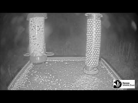 LIVE Birdfeeder camera in Devon - Birds and woodland wildlife