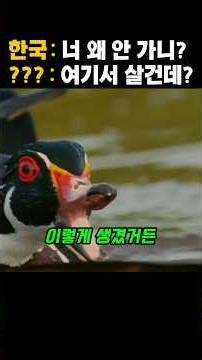 철새였던 원앙이 중국을 떠나 한국에 정착한 소름돋는 이유