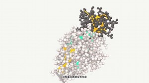 蛋白质结构科普视频