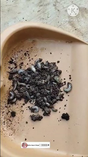 grubs control | veru purugu nivarana# in telugu #youtubeshorts #shorts #organicfarming