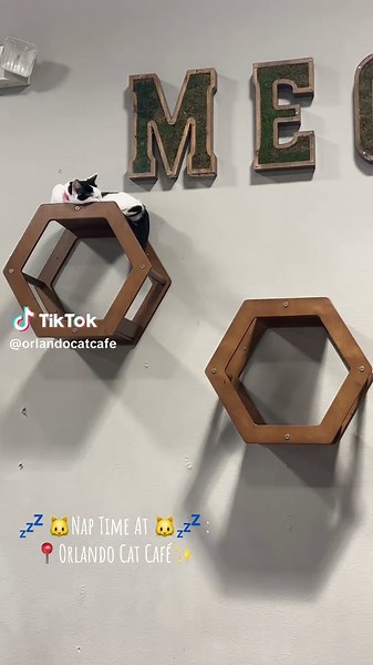 Adoptable Cats at Orlando Cat Café: Book Your Visit